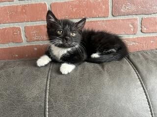 Picture of the Animal Listed